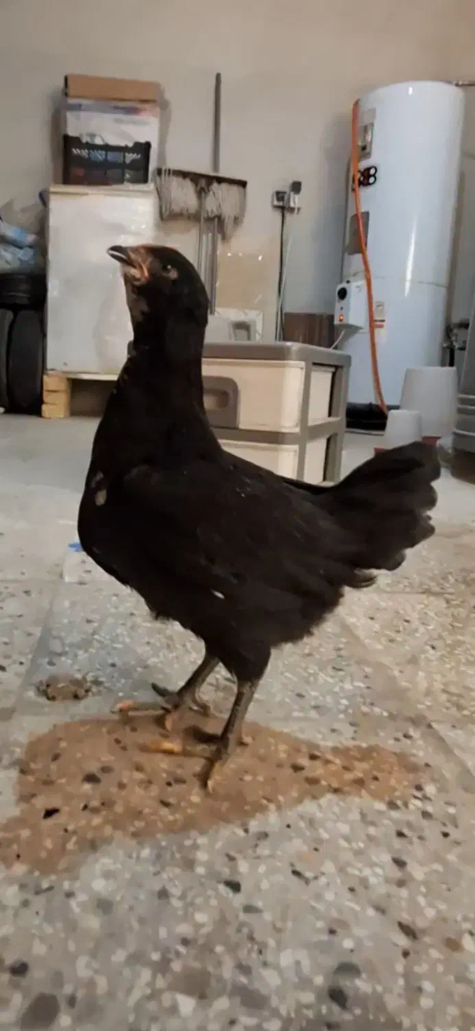 مرغ و خروس گلین|حیوانات مزرعه|قلعه نو, |دیوار