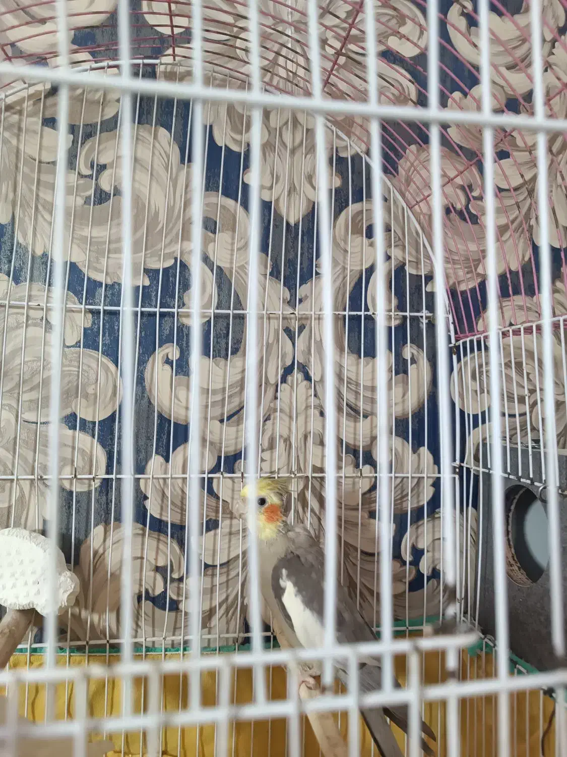 عروس هلندی با قفس و وسایل|پرنده|بندر ماهشهر, |دیوار