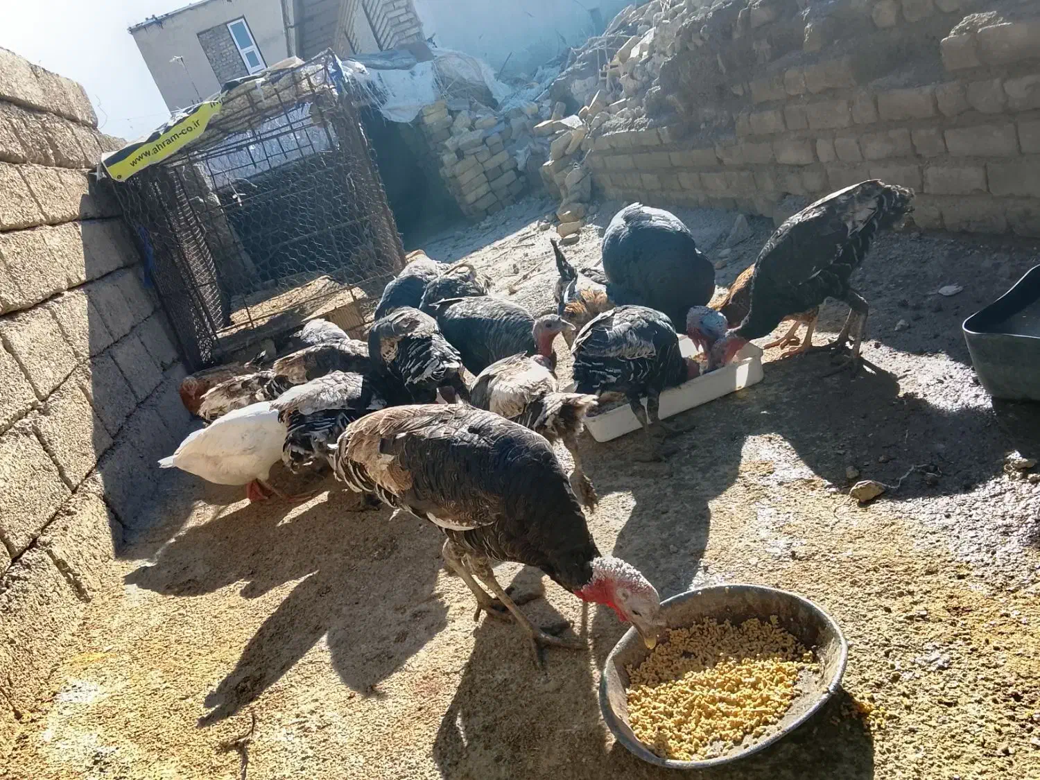 بوقلمون|حیوانات مزرعه|آبدانان, |دیوار