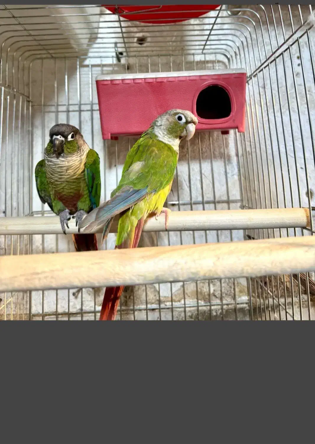 طوطی گرینچک|پرنده|جوانرود, |دیوار