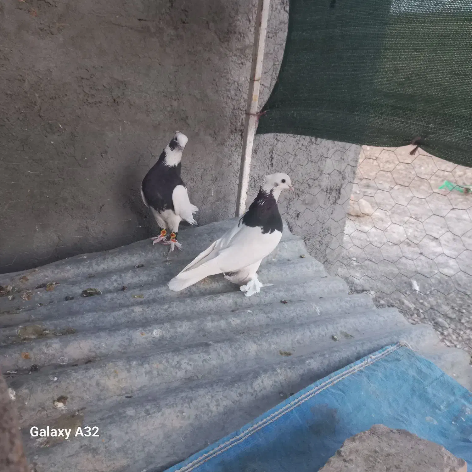 کبوتر طوقی|پرنده|مرودشت, رودبال|دیوار