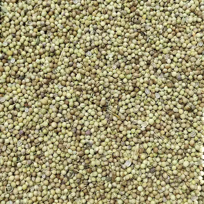 فروش گشنیز سبز بذری درجه 1|گل و گیاه طبیعی|کنگاور, |دیوار