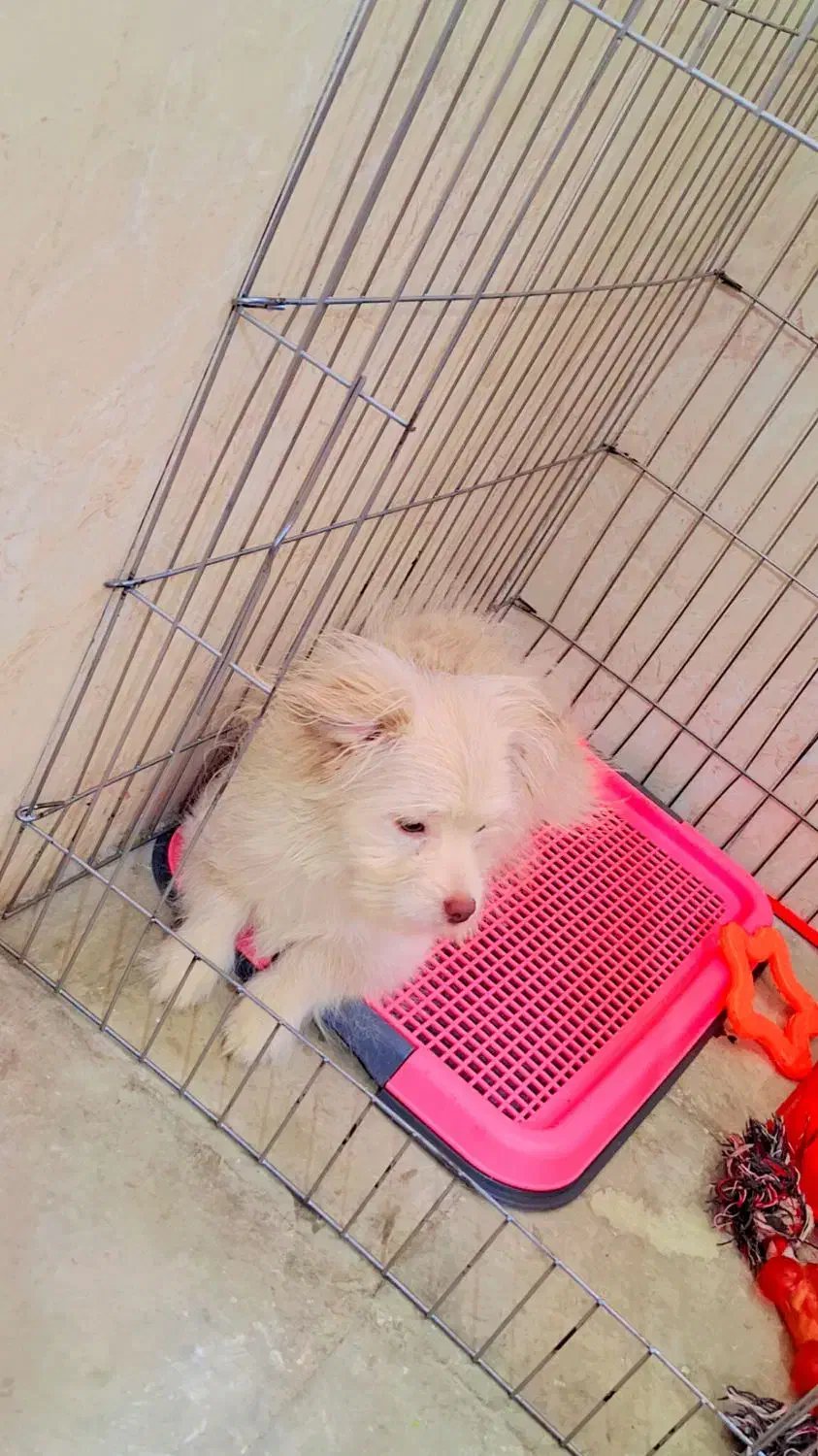 پامر روباهی خرسی|سگ|شیراز, کوشک میدان|دیوار