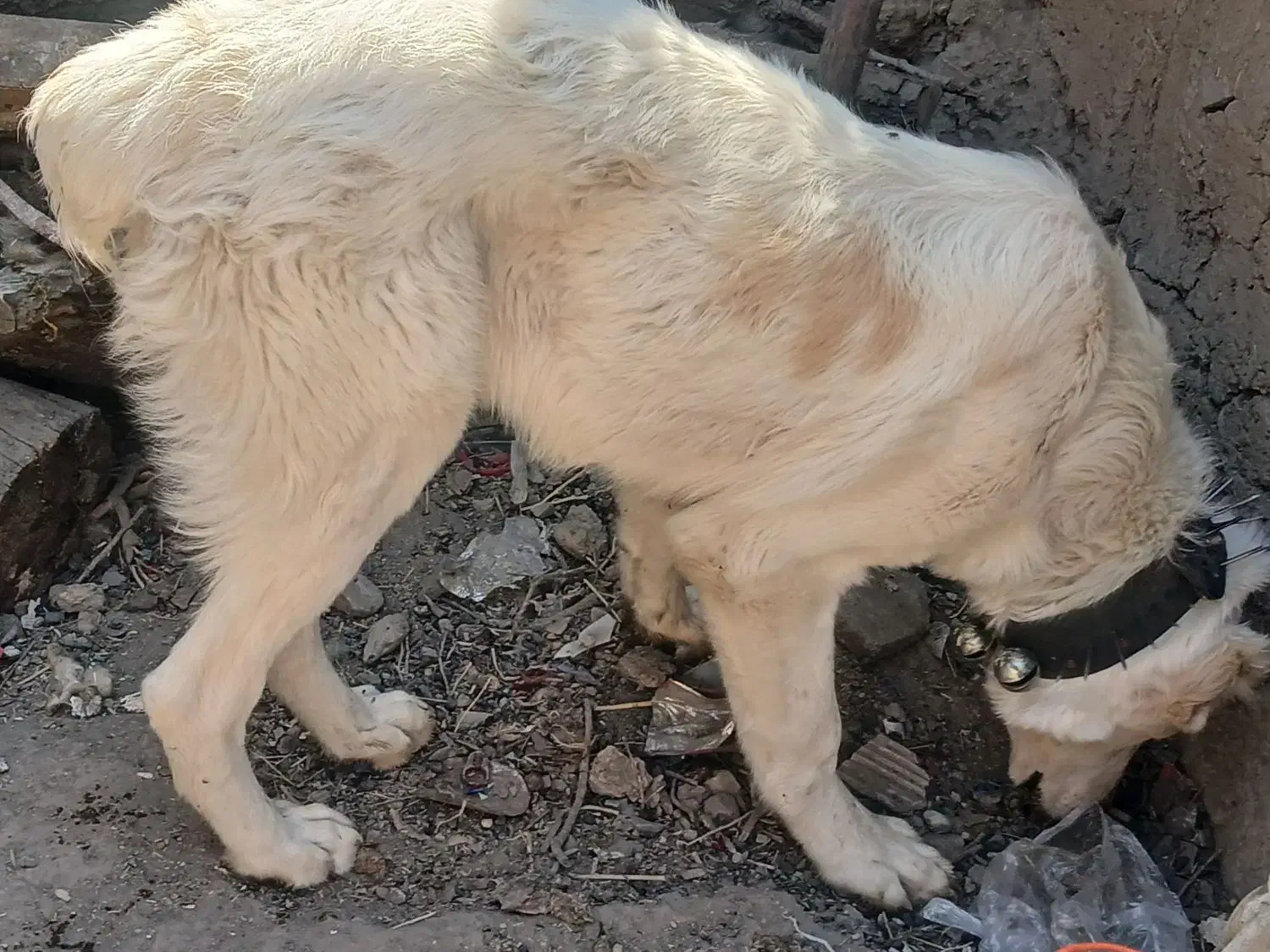 سگ شش ماهه گله ای|سگ|سبزوار, زینبیه|دیوار