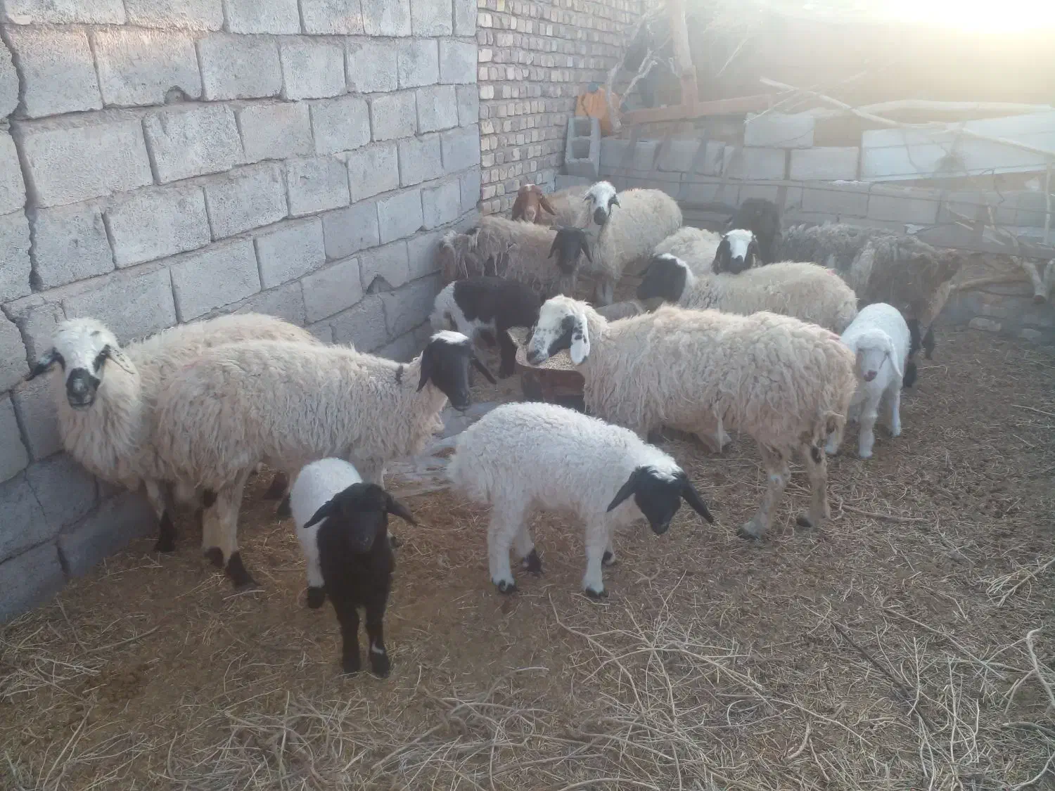 میش بره|حیوانات مزرعه|کشکوئیه, |دیوار