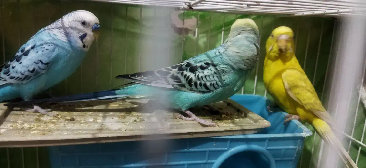 مرغ عشق|پرنده|گلبهار, شهر جدید گلبهار|دیوار