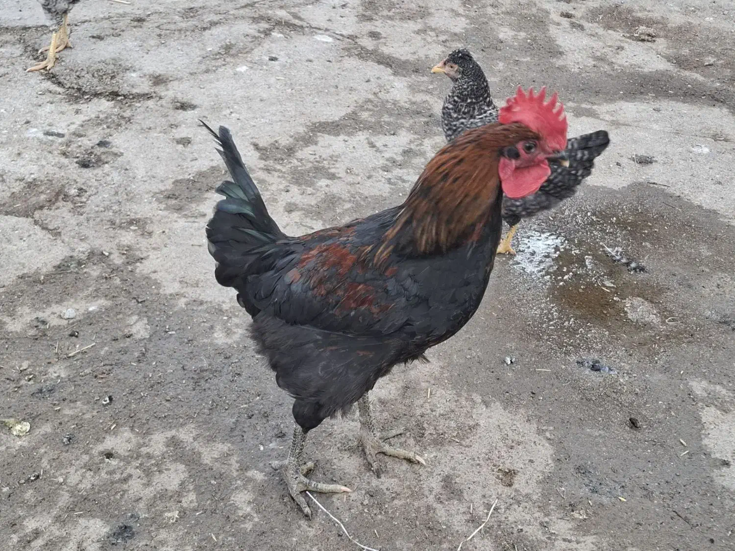 خروس|حیوانات مزرعه|نورآباد, |دیوار