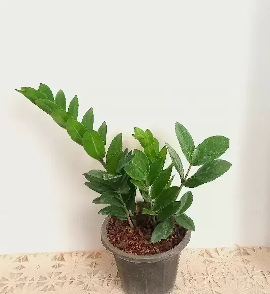 گل زاموفیلیا|گل و گیاه طبیعی|شاهرود, |دیوار