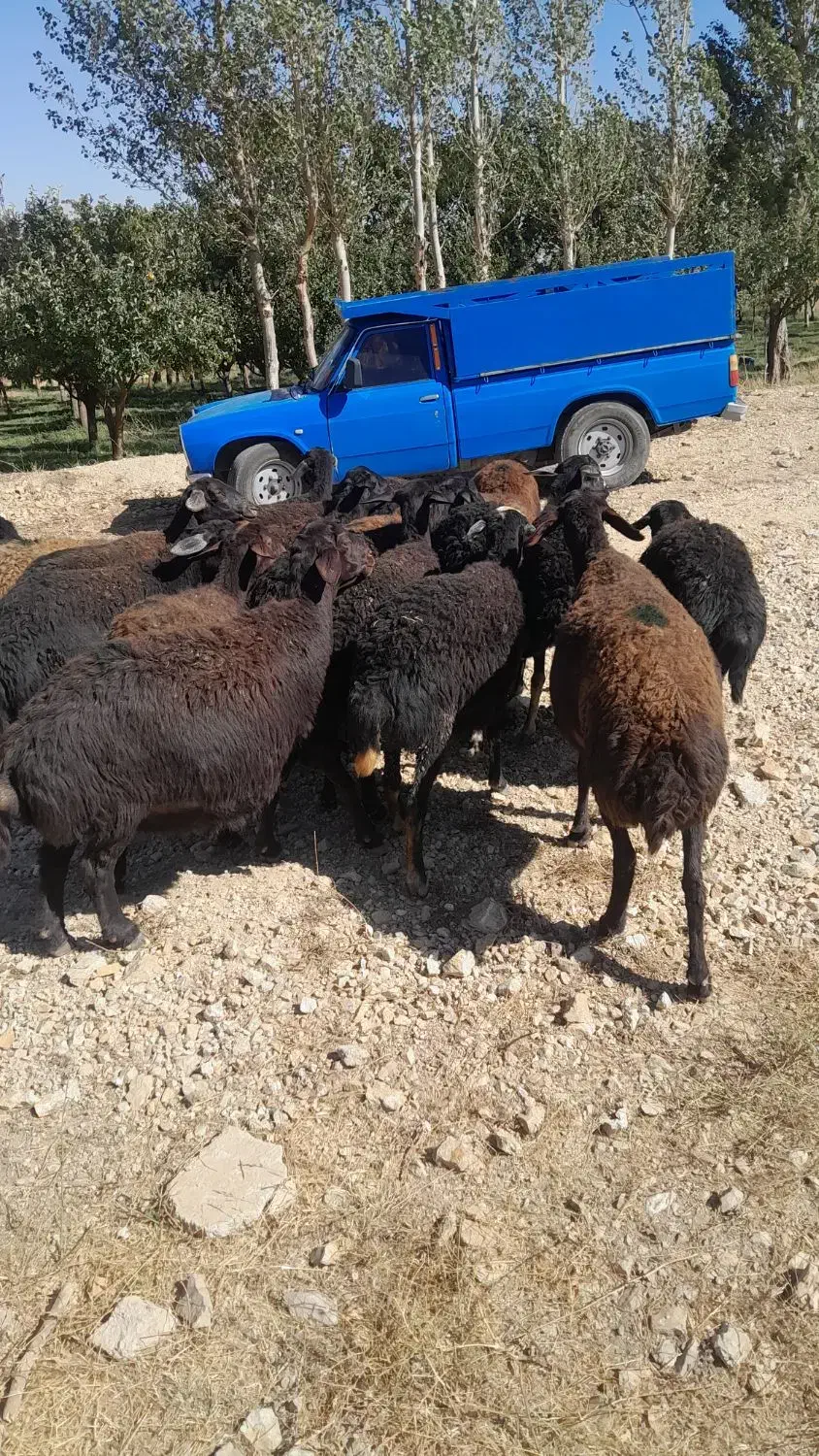 فروش گوسفند ۲۰ارس قره قزل|حیوانات مزرعه|ماهنشان, |دیوار