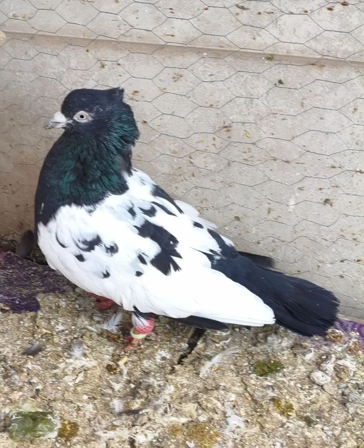 کفتر|پرنده|کاشمر, |دیوار