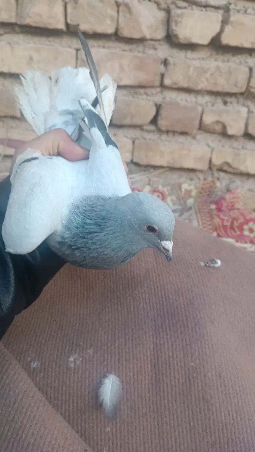 کبوتر یا کفتر|پرنده|کرمان, |دیوار