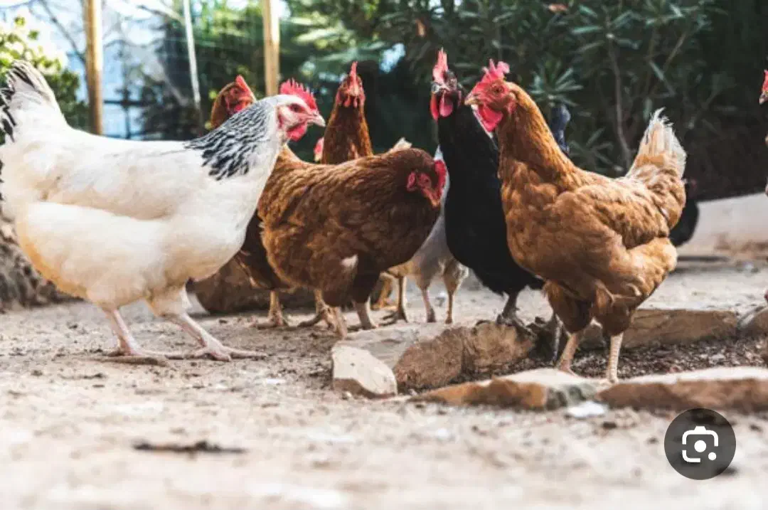 مرغ وخروس|حیوانات مزرعه|میانه, |دیوار