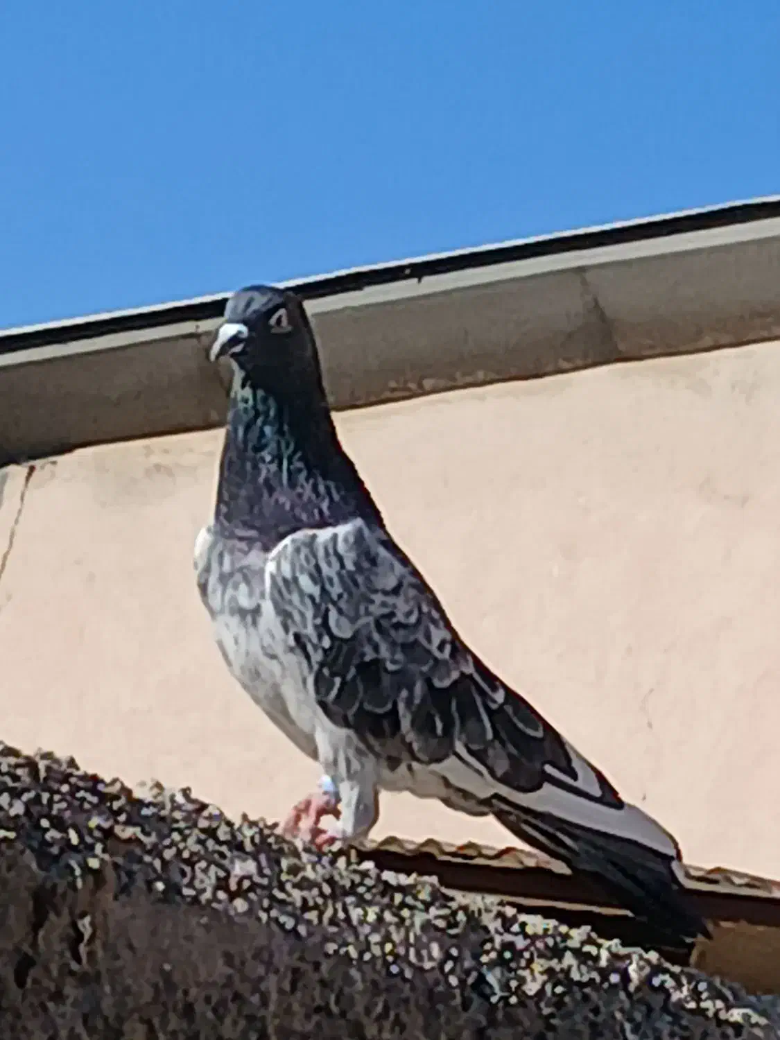 کفتر فروشی|پرنده|بومهن, |دیوار