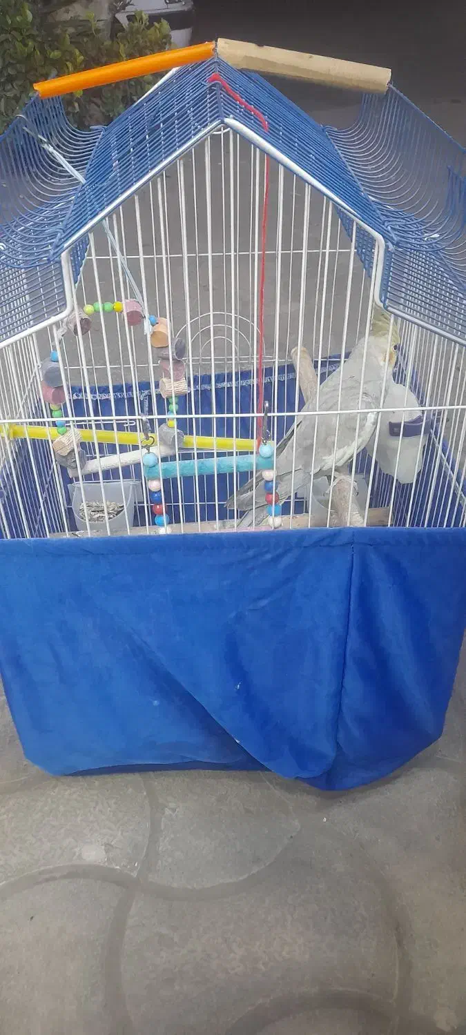 عروس هلندی همراه با وسایل|پرنده|گوراب زرمیخ, |دیوار