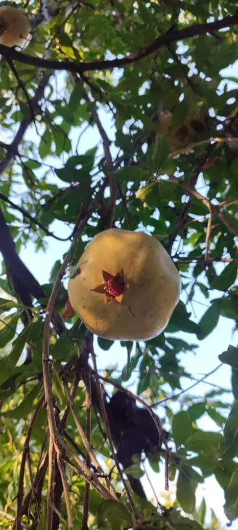 فروش خانه باغ در کران سیرجان عالی و استثنایی|فروش خانه و ویلا|فارسان, |دیوار