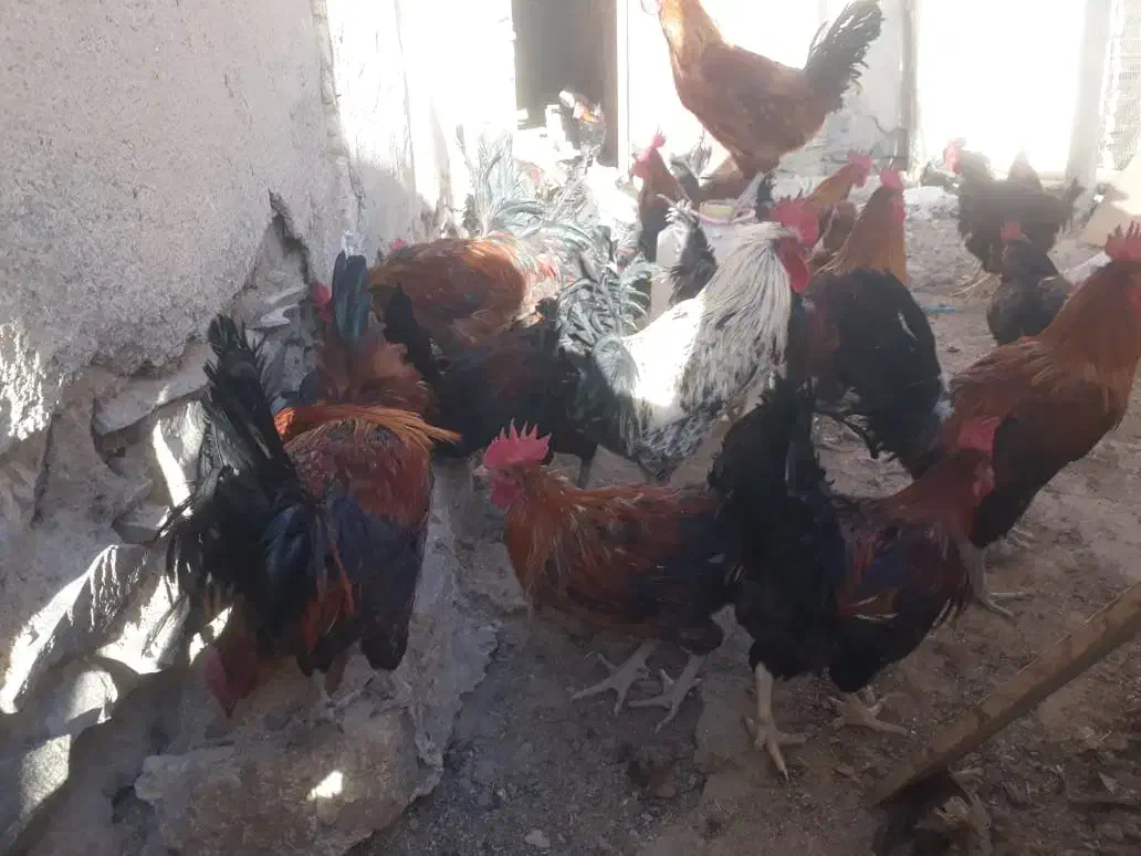 خروس چاق|حیوانات مزرعه|کمیجان, |دیوار