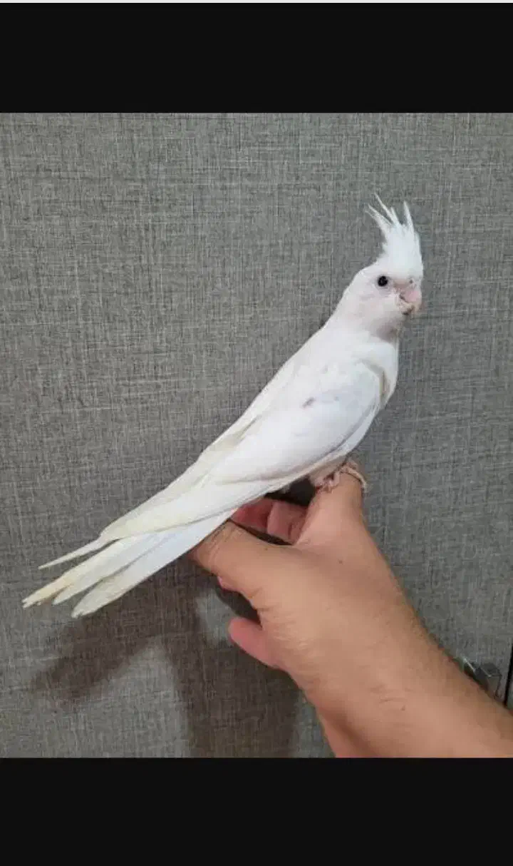 عروس هلندی البینو|پرنده|دزفول, |دیوار