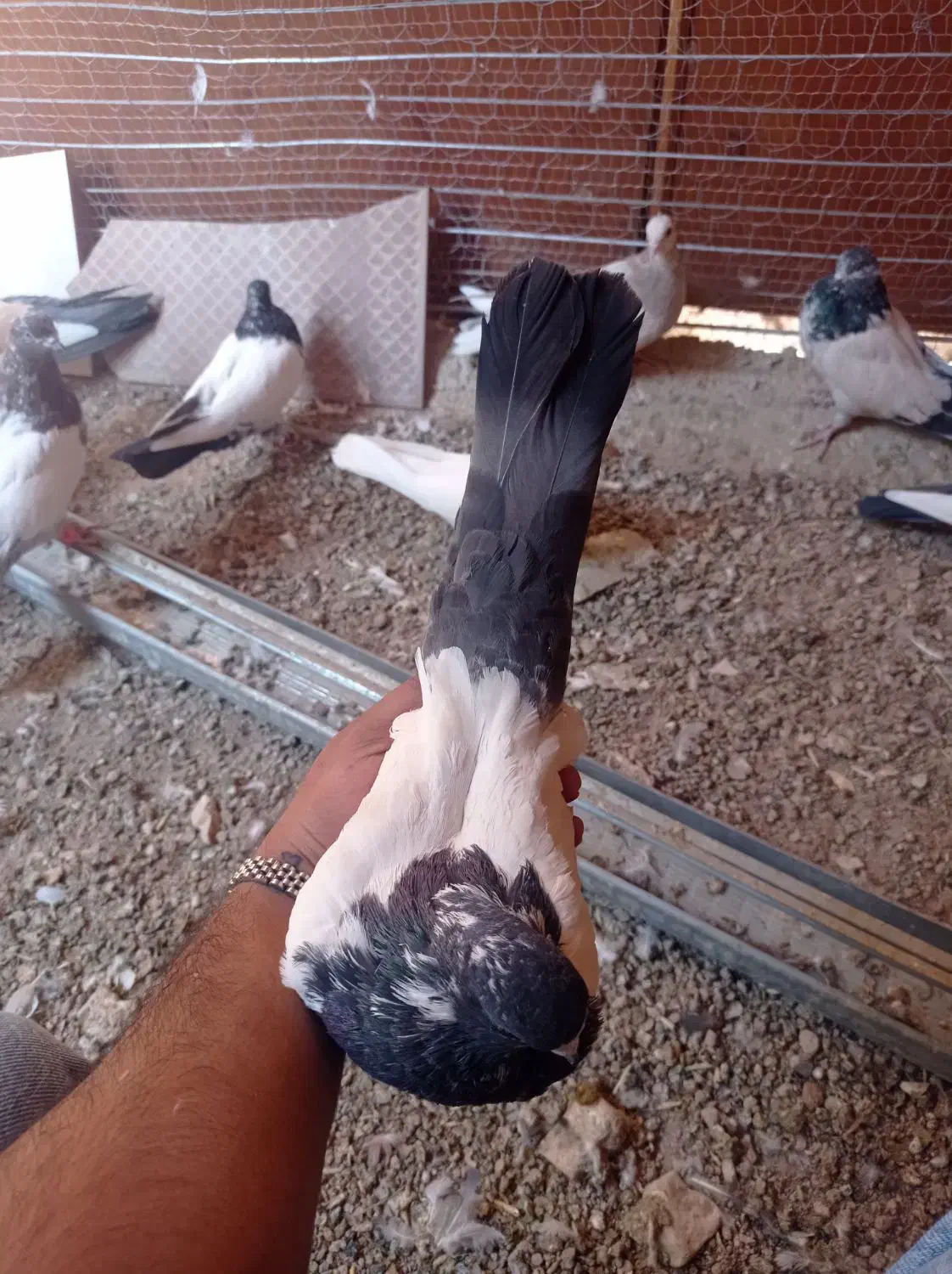 کبوتر کله دار|پرنده|کبودرآهنگ, |دیوار