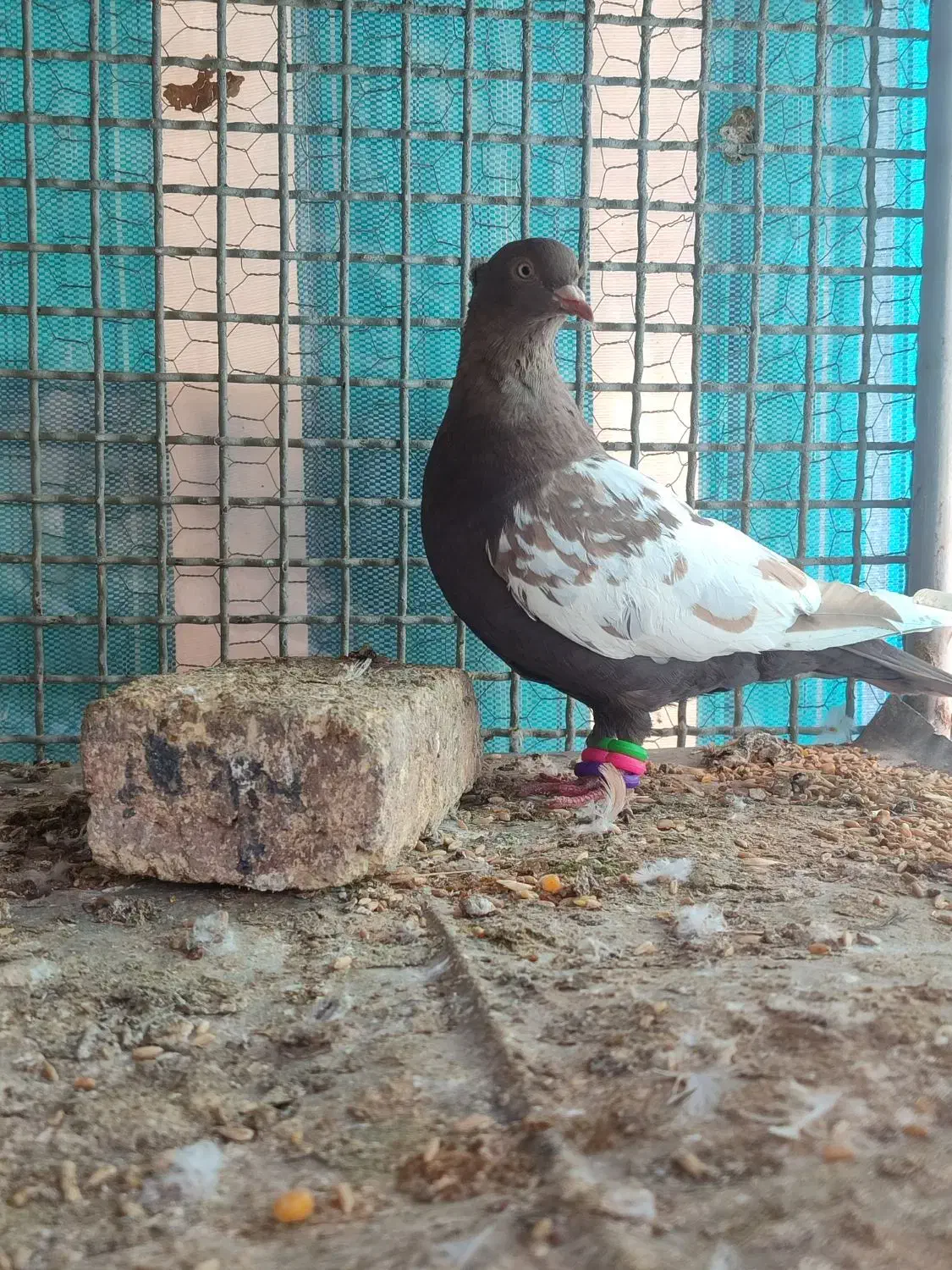 ماده سینه قهوه ای|پرنده|شهرکرد, |دیوار