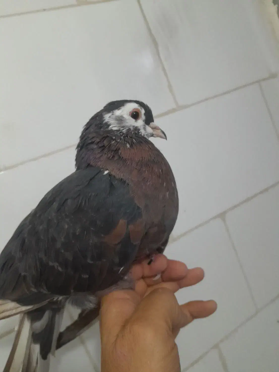 سرورماده|پرنده|مسجد سلیمان, |دیوار