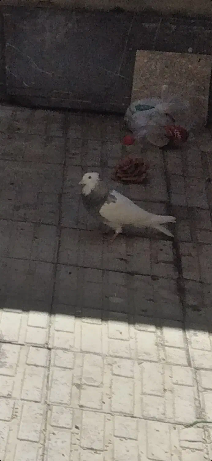 سلام خدمت‌عشق بازان‌عزیزاین‌طوقیم‌‌..۲۰‌روزرفته‌|پرنده|ملایر, |دیوار