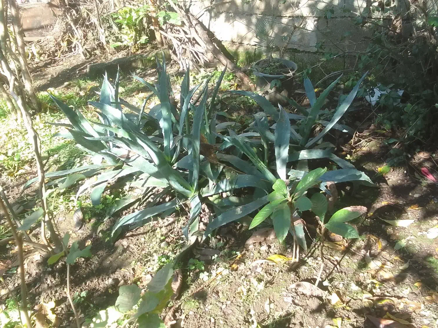 گل یوکا و بابا آدم|گل و گیاه طبیعی|املش, |دیوار