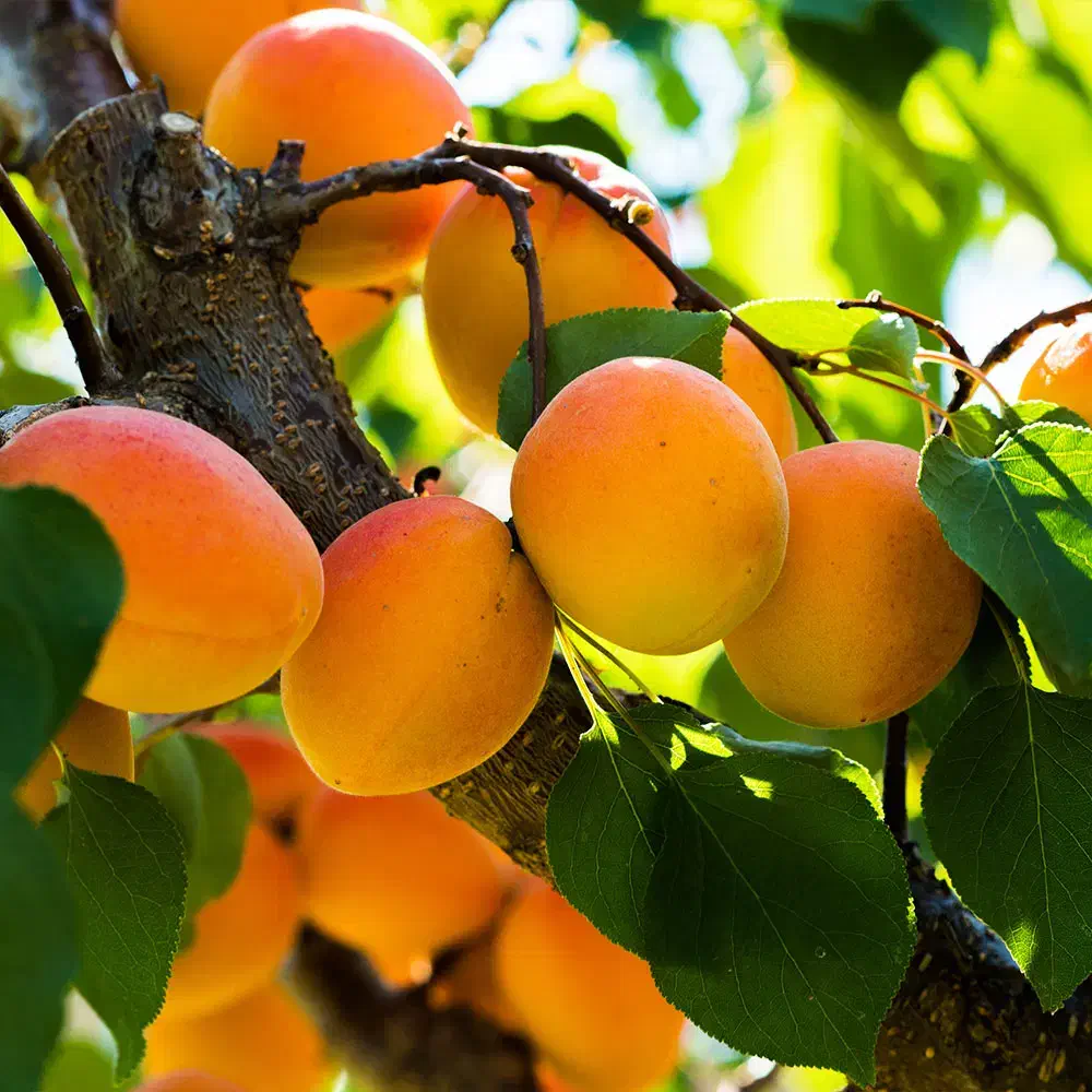 نهال میوه پیوندی|گل و گیاه طبیعی|اصفهان, ارداجی|دیوار