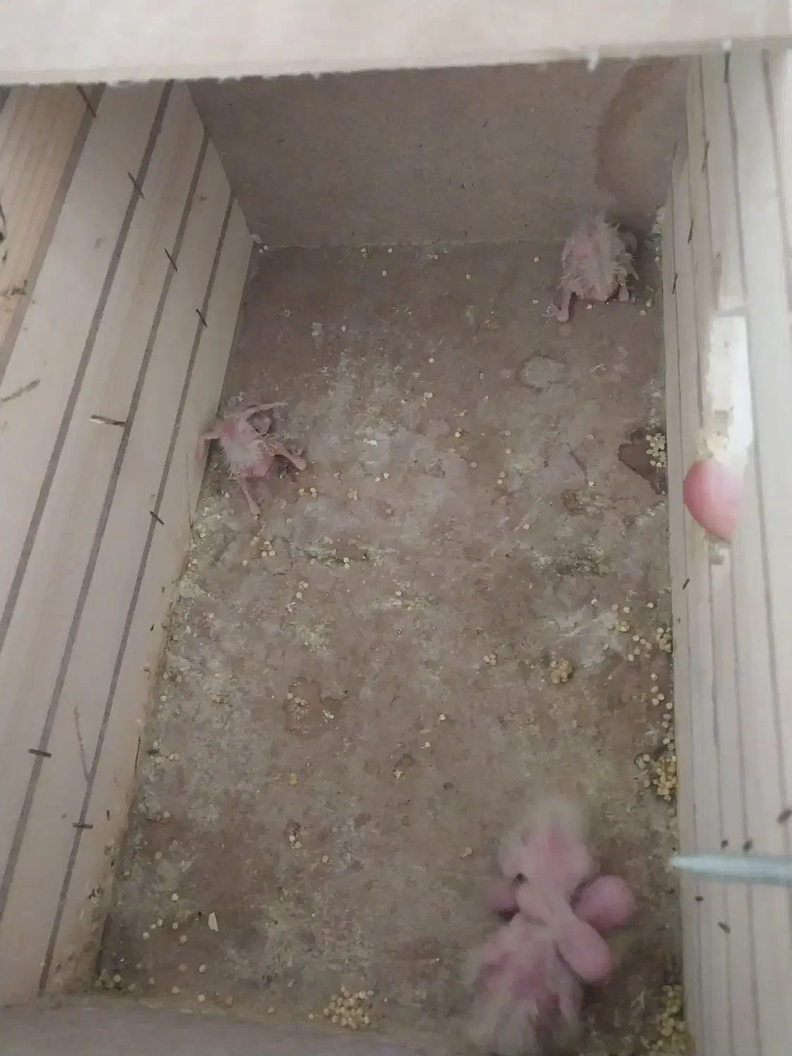 عروس هلندی|پرنده|سراب, |دیوار