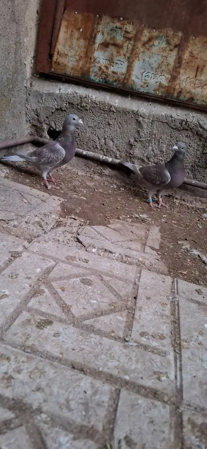 یک‌‌ جفت شامی بز‌|پرنده|سهند, |دیوار