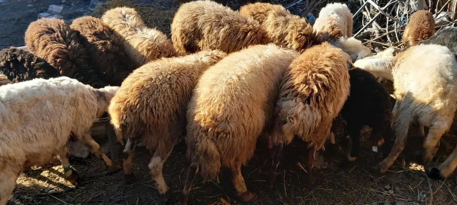 فروش گوسفند|حیوانات مزرعه|سورک, |دیوار