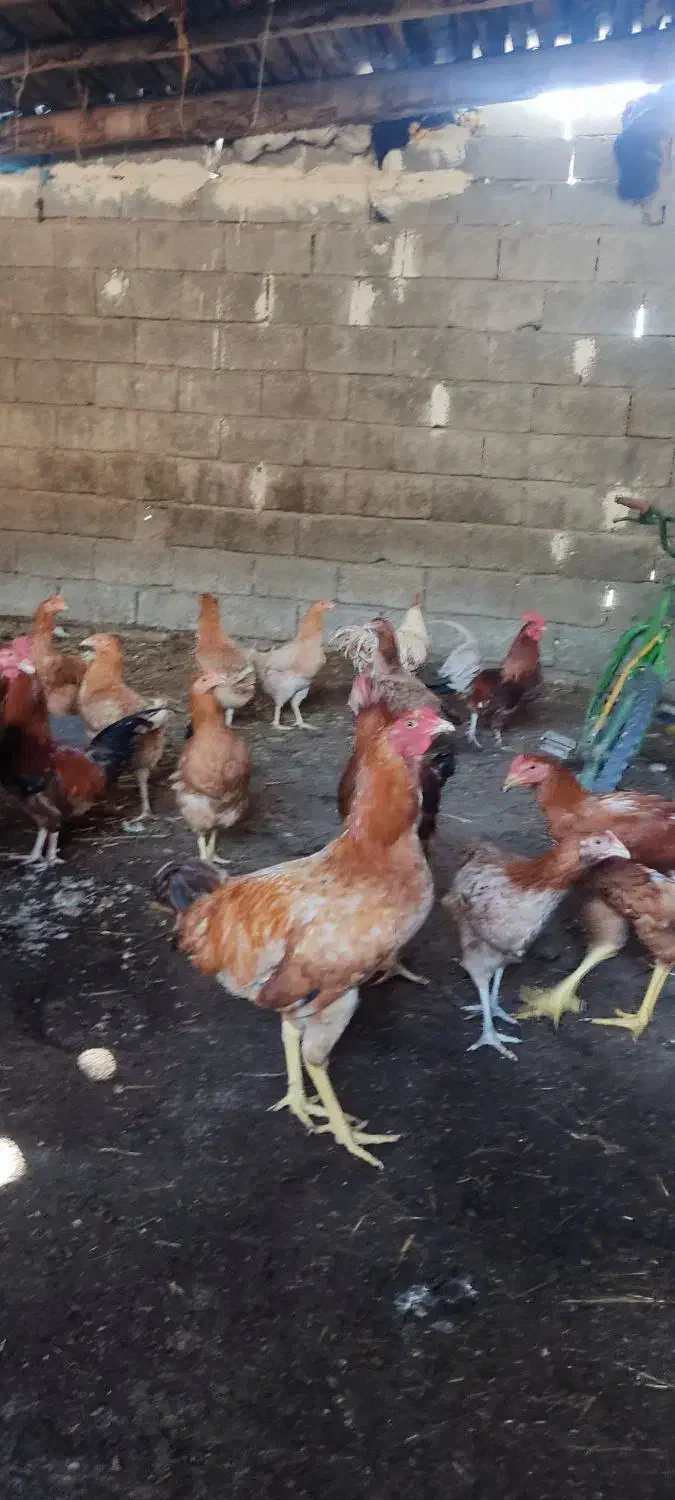 مرغ محلی|حیوانات مزرعه|تاتار علیا, |دیوار