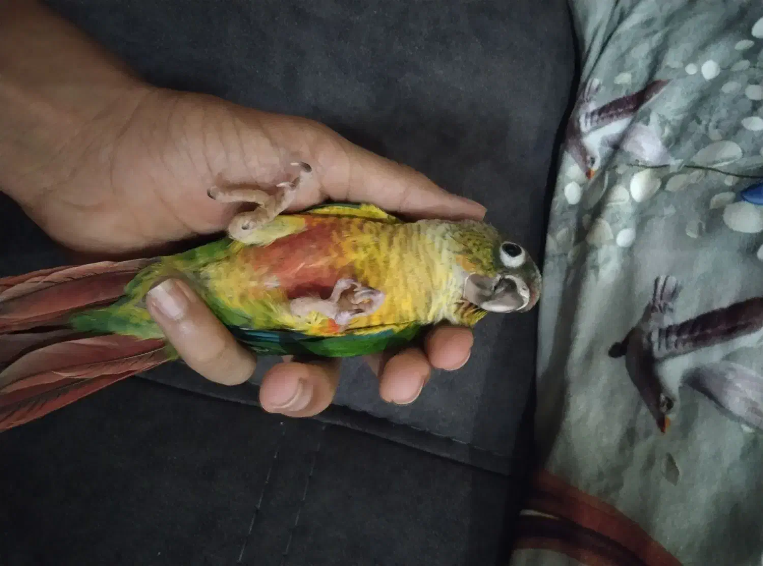 گیرینچیک جفت|پرنده|مشهد, رده|دیوار