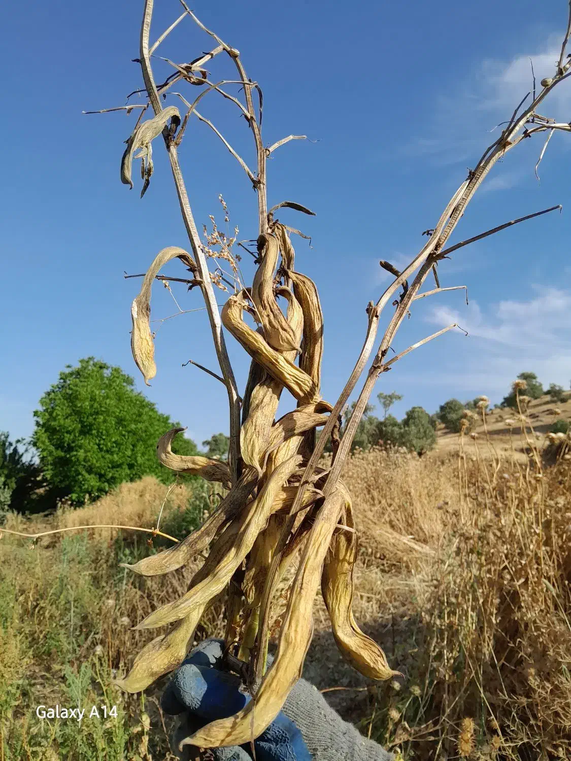 باقله|خوردنی و آشامیدنی|ویسیان, |دیوار