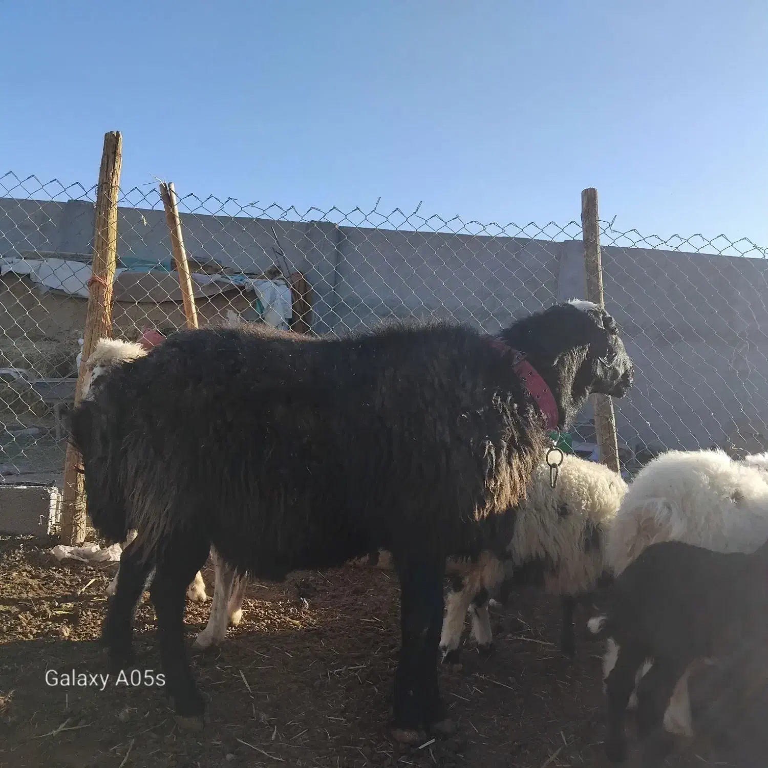 قوچ|حیوانات مزرعه|مبارکه, |دیوار