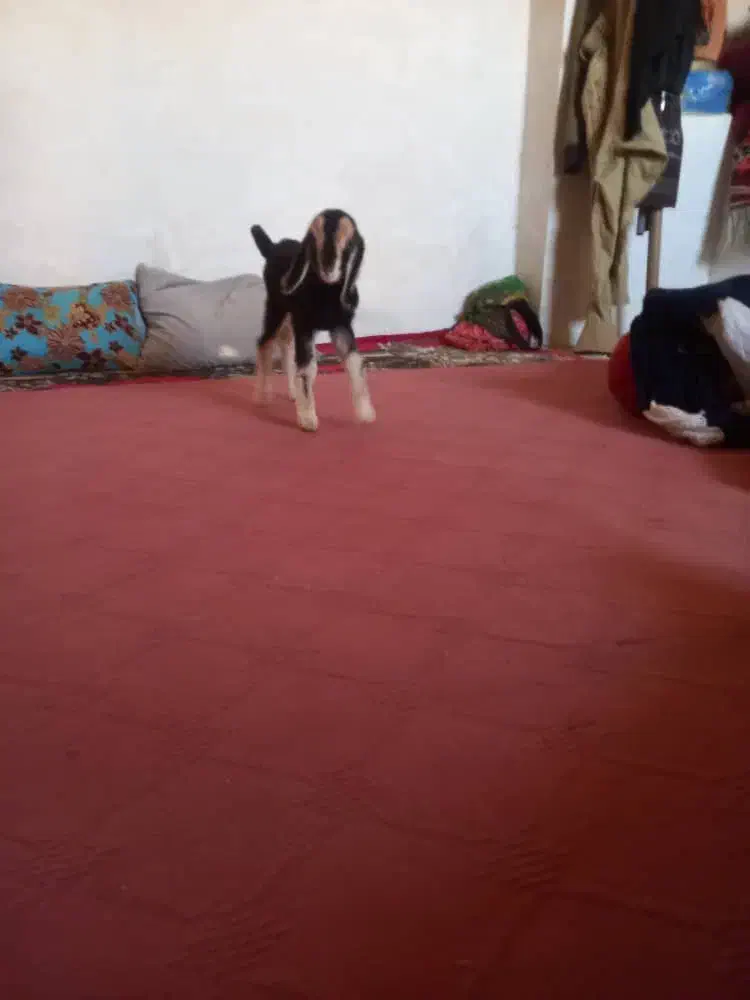 کهره شیری|حیوانات مزرعه|بیضا, |دیوار