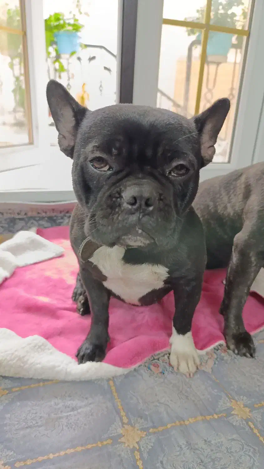 فروش سگ|سگ|امیرکلا, |دیوار