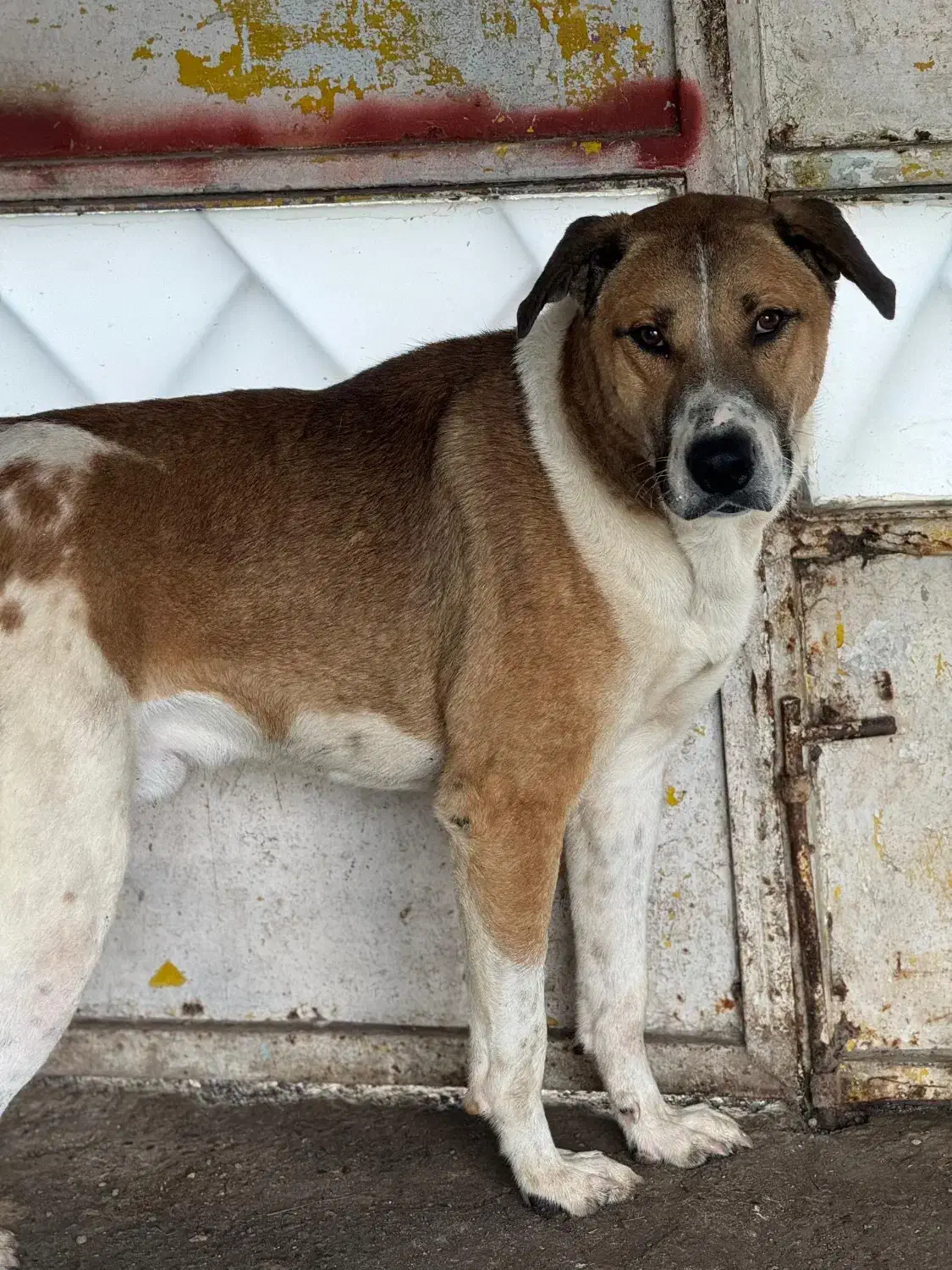 واگذاری سگ نگهبان|سگ|رشت, گلسار|دیوار