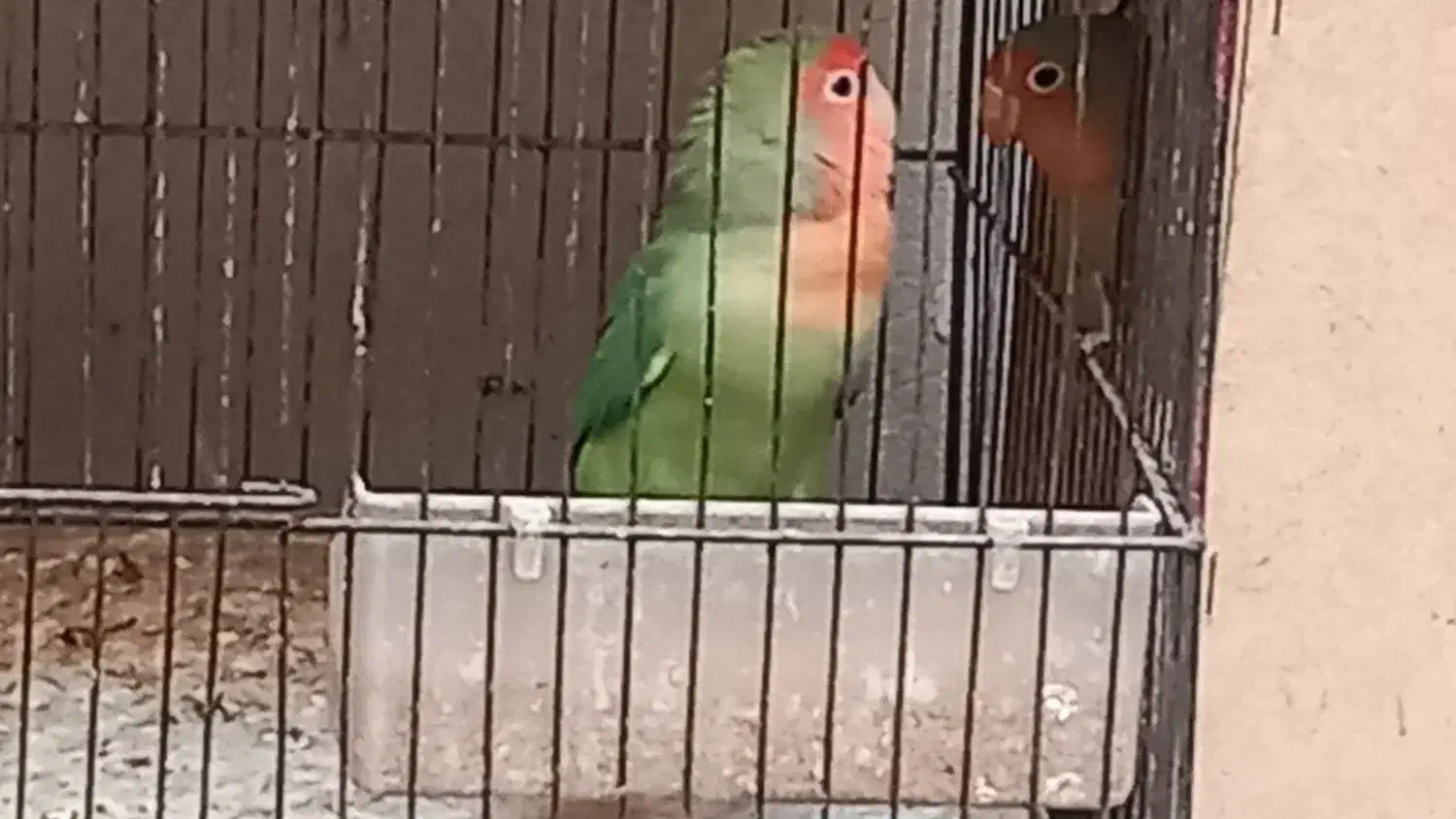 کوتوله|پرنده|میبد, |دیوار