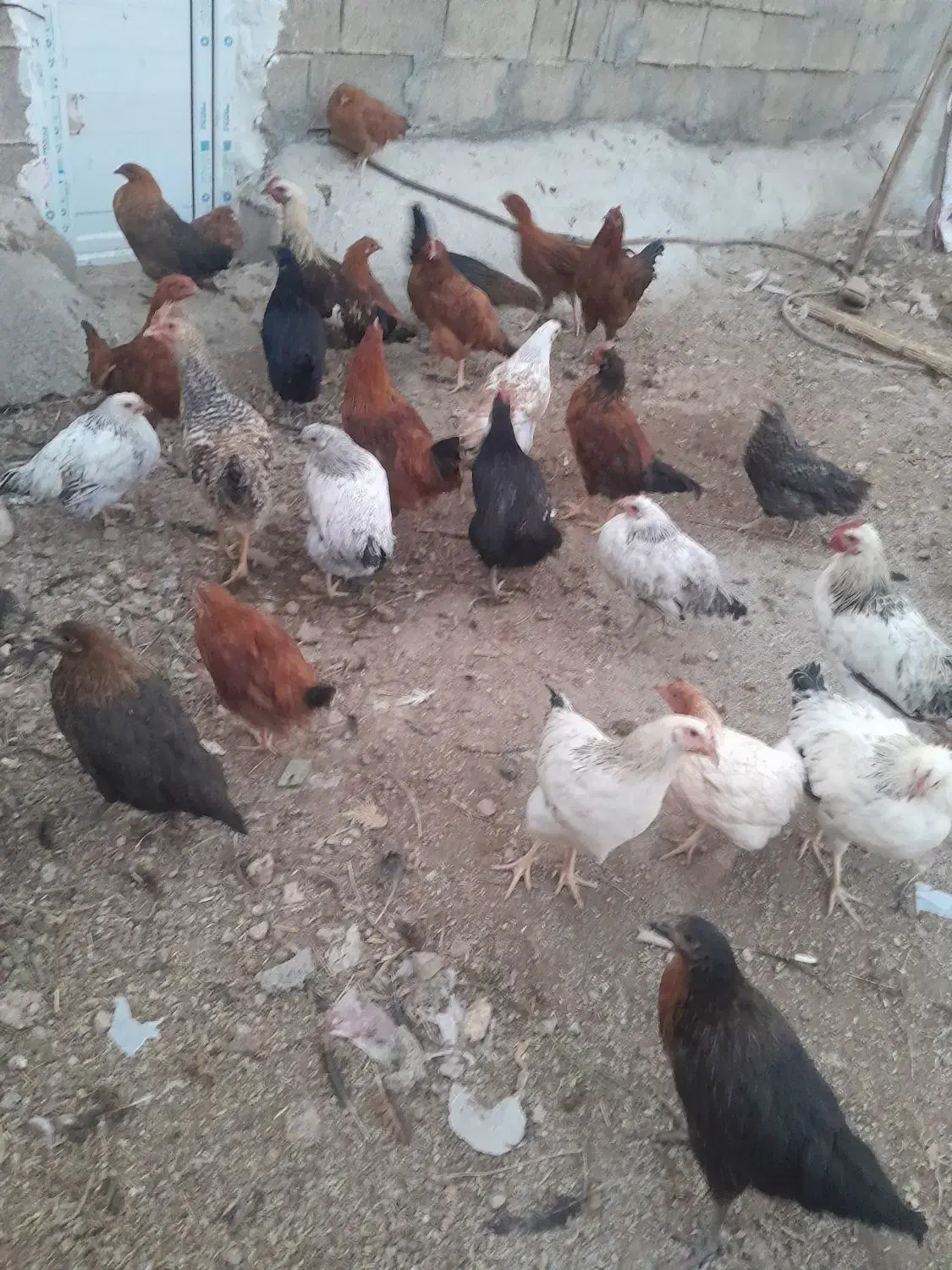 مرغ محلی|حیوانات مزرعه|یاسوج, |دیوار