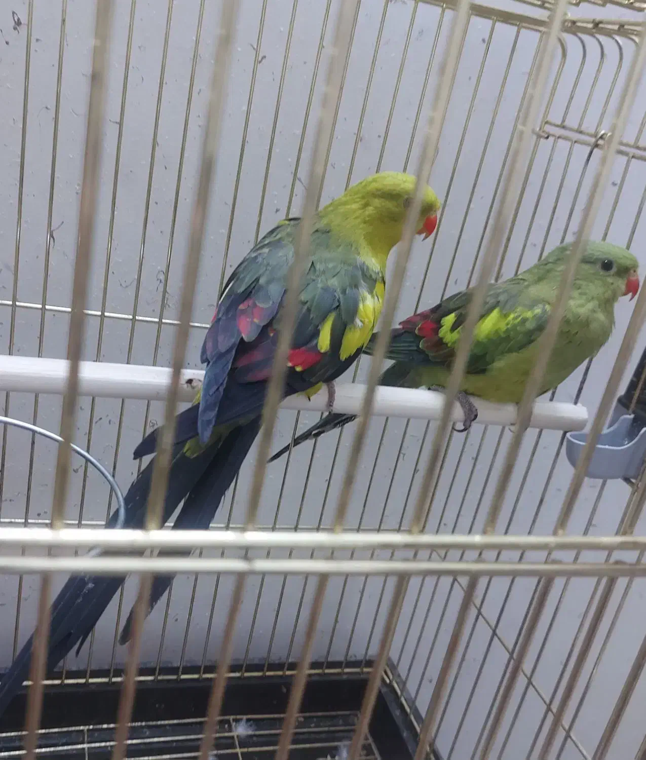 فروش جفت طوطی کمیاب نائب السلطنه|پرنده|تهران, شهرآرا|دیوار