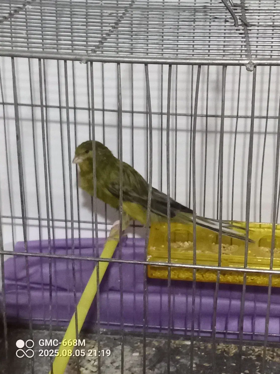 قناری رسمی بلند ۵تومن|پرنده|ملایر, |دیوار