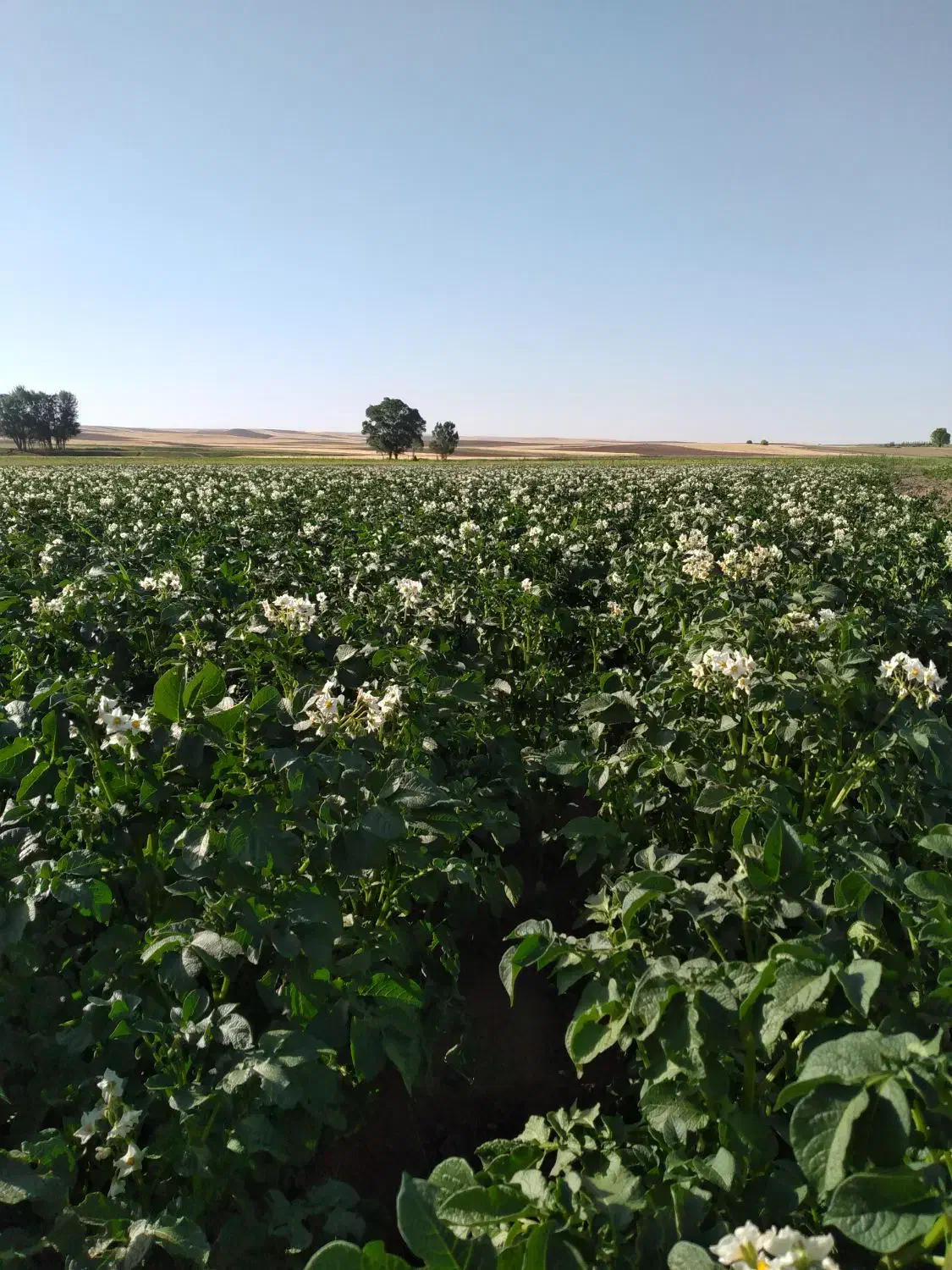 سیب زمینی بذری|عمدهفروشی|کوراییم, |دیوار