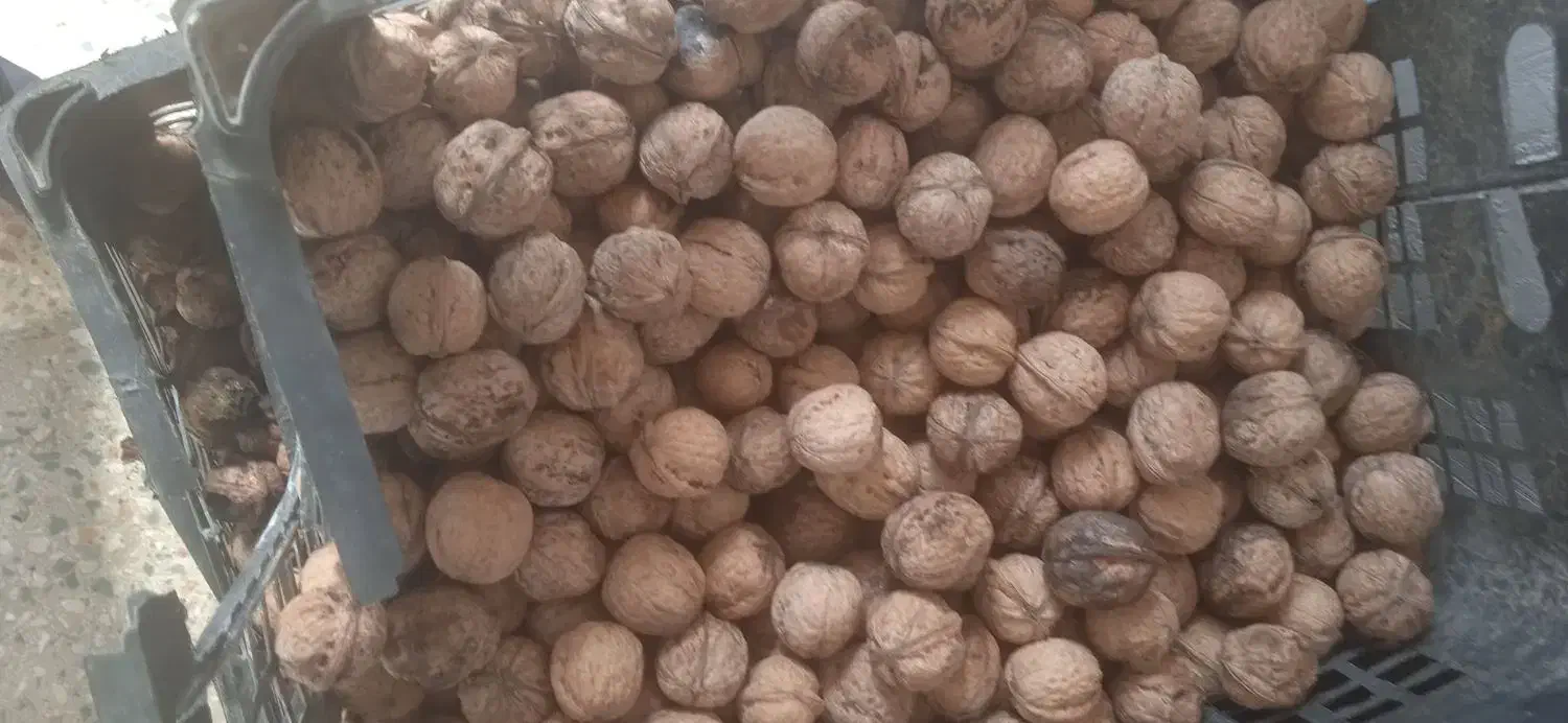 گردوی محلات|خوردنی و آشامیدنی|قم, نخودی|دیوار