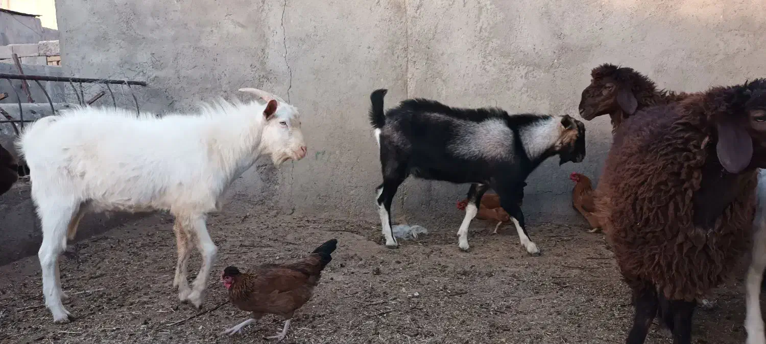 دو عدد بزغاله نر سانن و یک نر الپاین|حیوانات مزرعه|میان جلگه, |دیوار