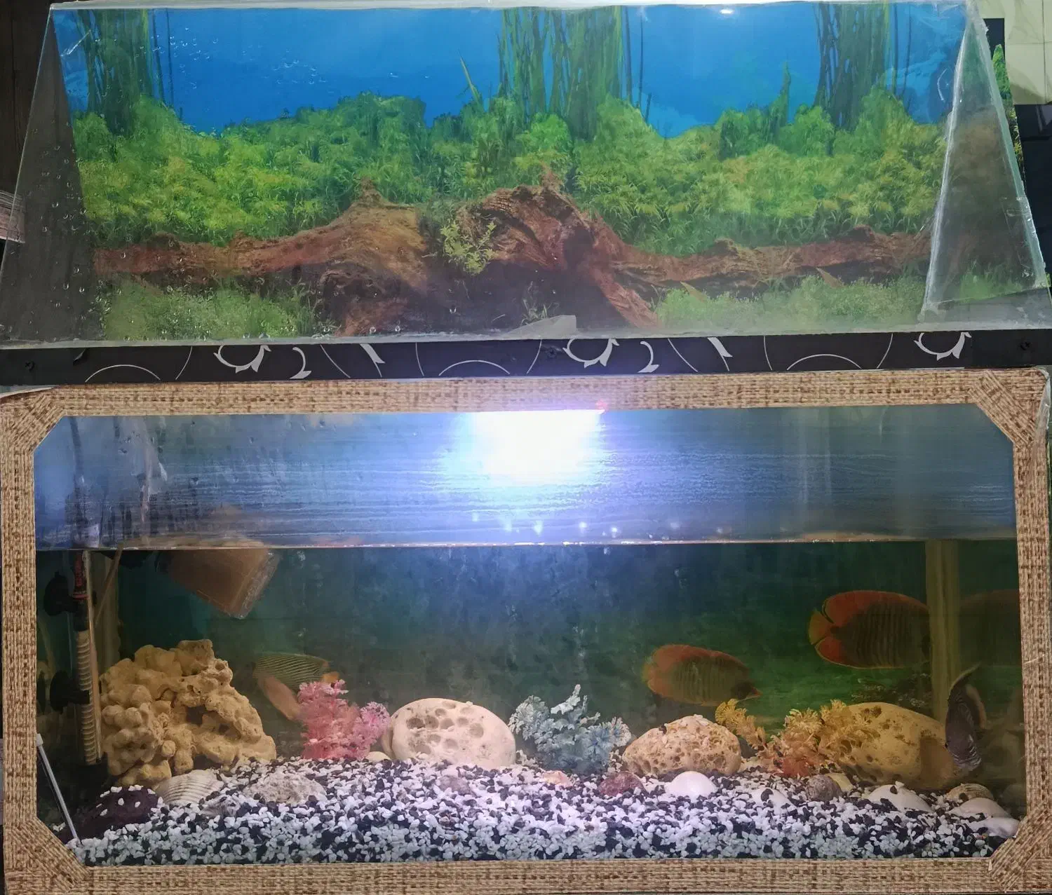 فروش یک عدد آکواریوم شیشه ای سالم|ماهی|بم, |دیوار