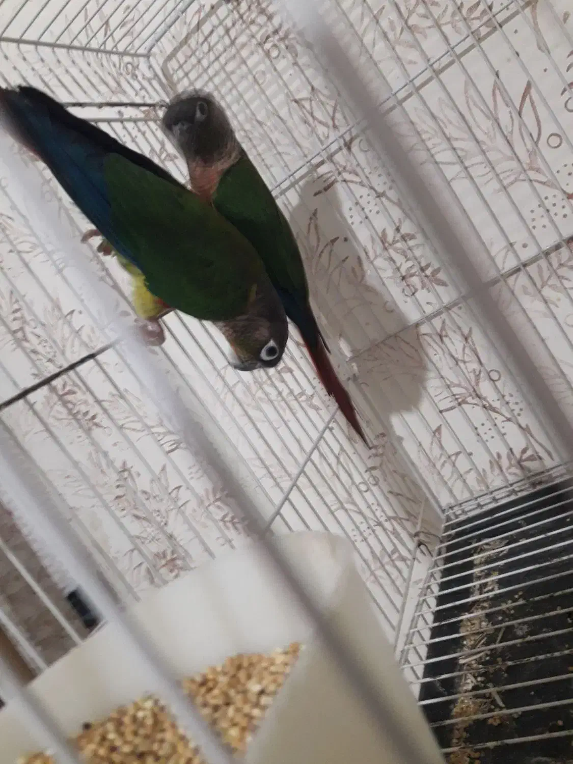 جفت گرینچیک و کوتوله|پرنده|مشهد, مهدی آباد (بلوار توس)|دیوار