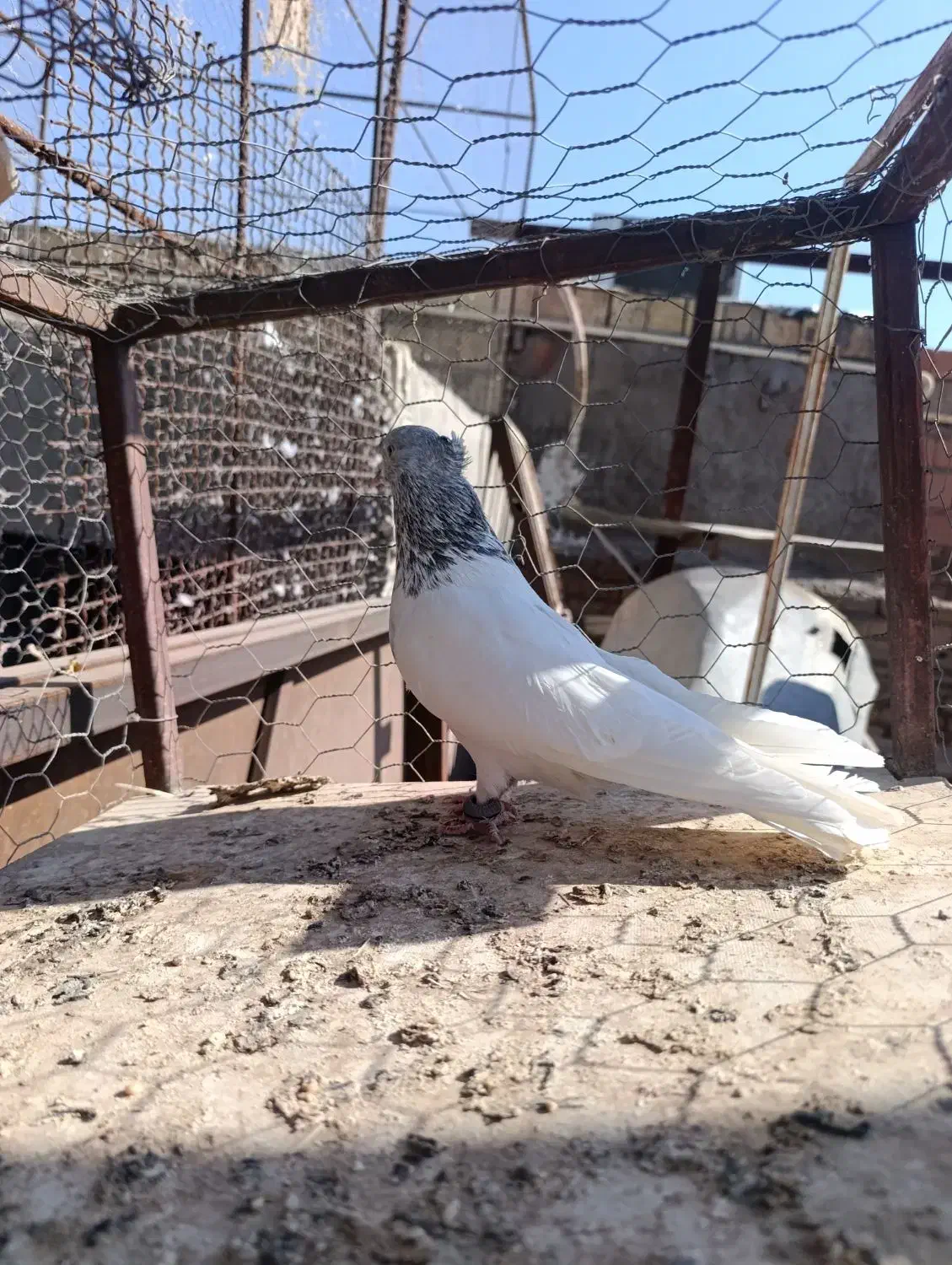 کله ای|پرنده|بم, |دیوار