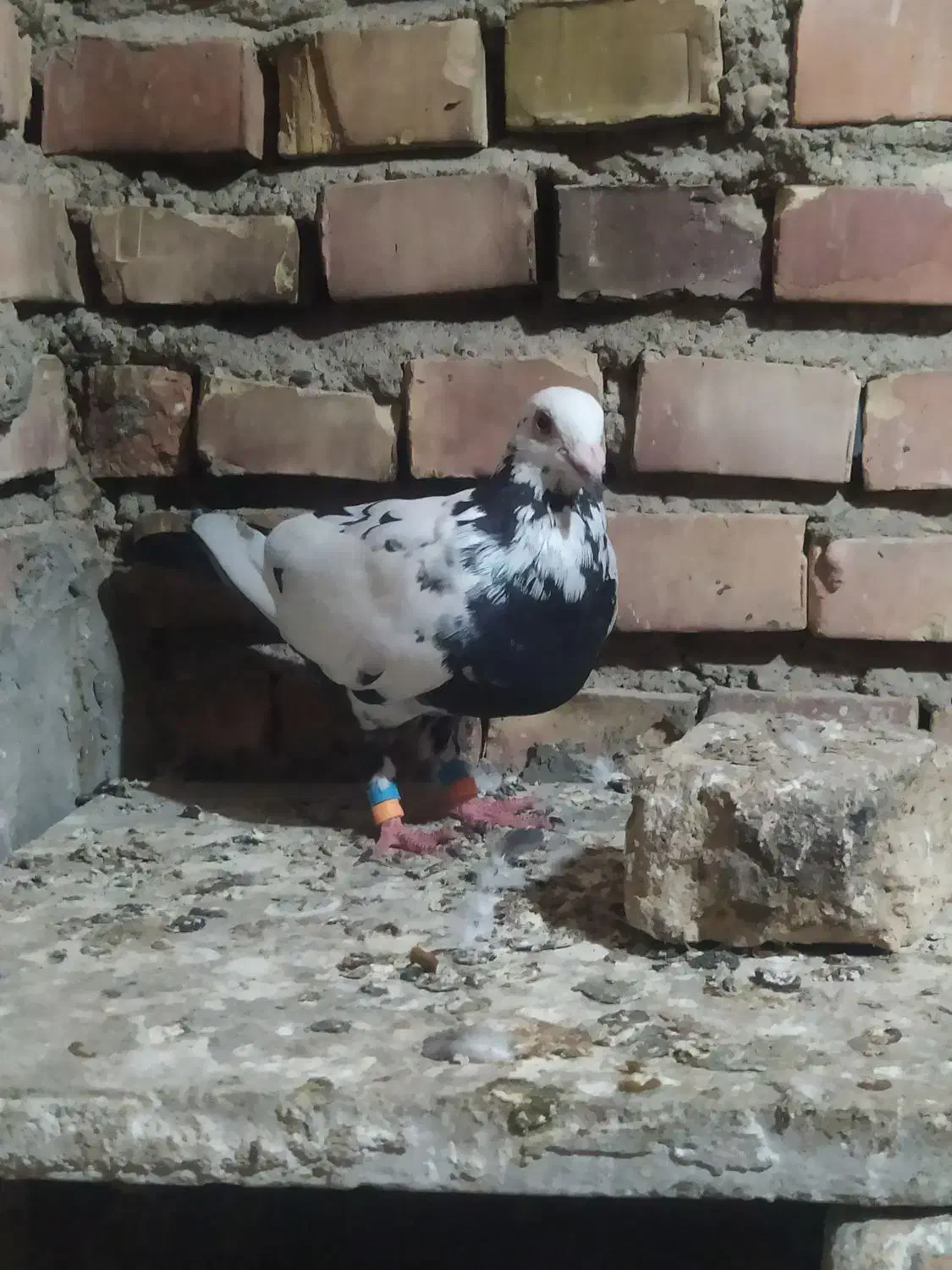 کبوتر المانی|پرنده|گنبد کاووس, |دیوار