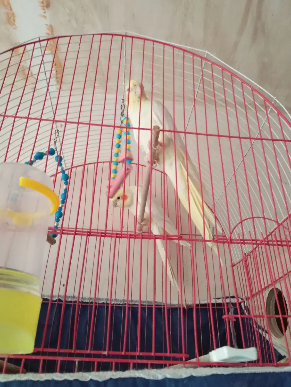 عروس هلندی|پرنده|نقده, |دیوار