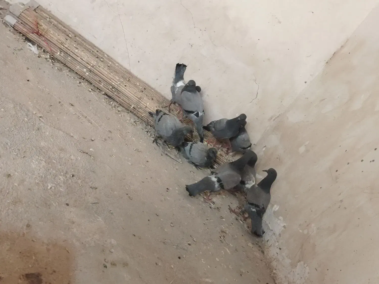 کفترچایی.تهداد5عدد|پرنده|رضویه, |دیوار